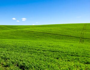 Green field with blue sky